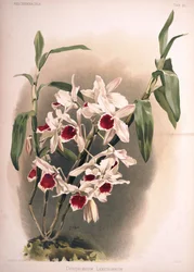Dendrobium × leechianum